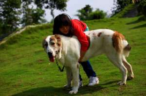 中亚犬养殖(中亚牧羊犬要怎么饲养)