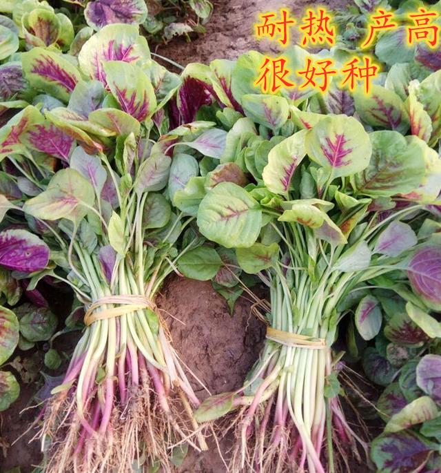 特别红的红苋菜！抽苔迟，耐热强，品质优！推荐农户试种