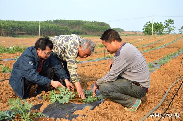 种植西瓜是否需要轮作？选地有哪些要求？附西瓜种植技术要点