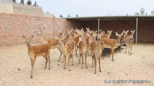 昔阳梅花鹿特色养殖 乡村振兴，致富有“鹿”