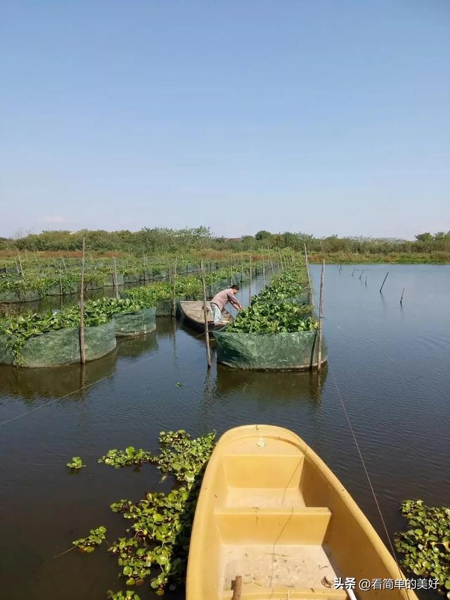 黄鳝养殖的利润分析：每亩收入8-10万，你也可以做到