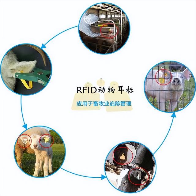 RFID技术为畜牧场提供了科学化管理