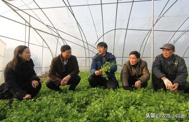 冬季温室大棚低温高湿病害防治难度大，学会用药技巧预防蔬菜药害