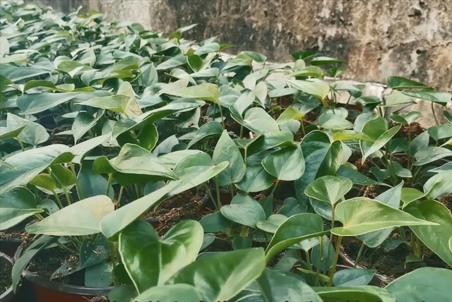 红掌基地“偷学来”养花技巧分享给大家！养不好红掌的“看过来”