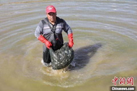 陕西榆林稻蟹共生同绘“致富图” 综合种养铺就“金路子”