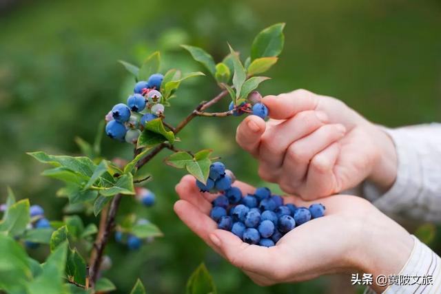 夏日上新，黄陂鲜果满园，一起来摘果果！