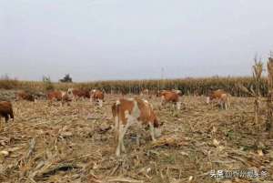 忻州肉牛养殖基地(原平市大林乡魏家庄村民齐建军养牛种地协调发展)