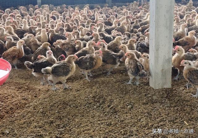 红瑶鸡平养，疫苗、用药、饮水、饲喂，60天出栏纪实