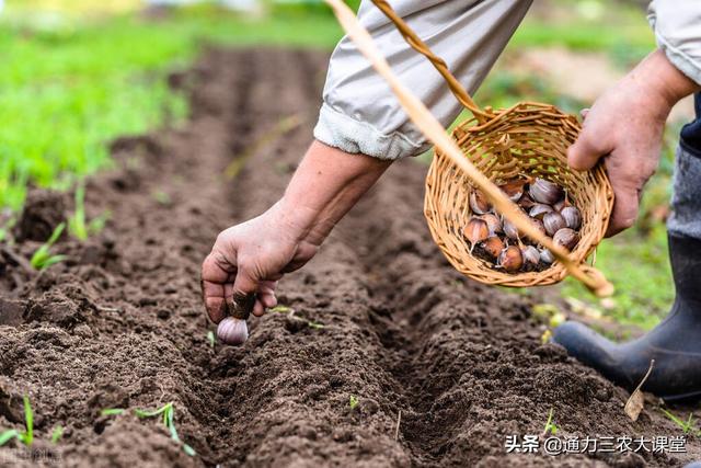 最全的大蒜高产施肥方案，追施什么肥料，如何追施全部告诉你