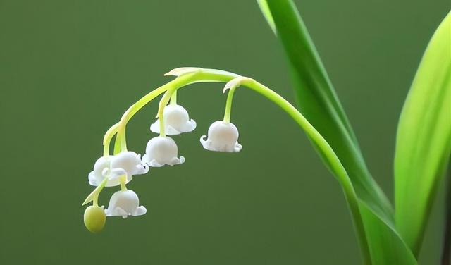 铃兰花的养殖方法和注意事项，用对方法，挂满“风铃花”