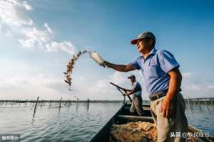 淡水观赏鱼养殖(淡水鱼类养殖连年亏，营养失调惹的祸，7条经验伴你走稳致富路)