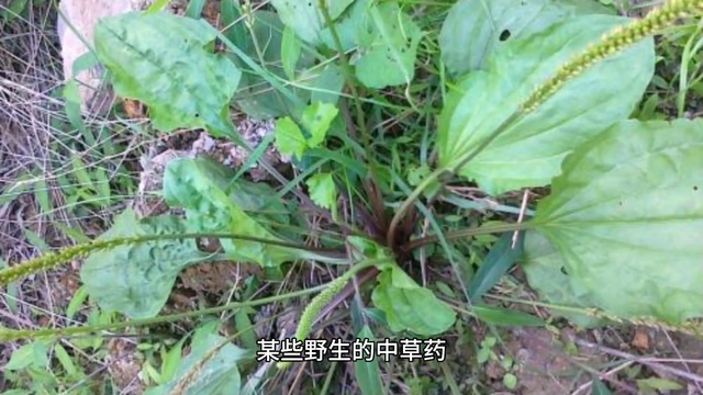 王老汉种植中草药发家