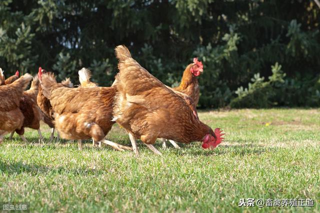 肉鸡饲养的必知技术要点