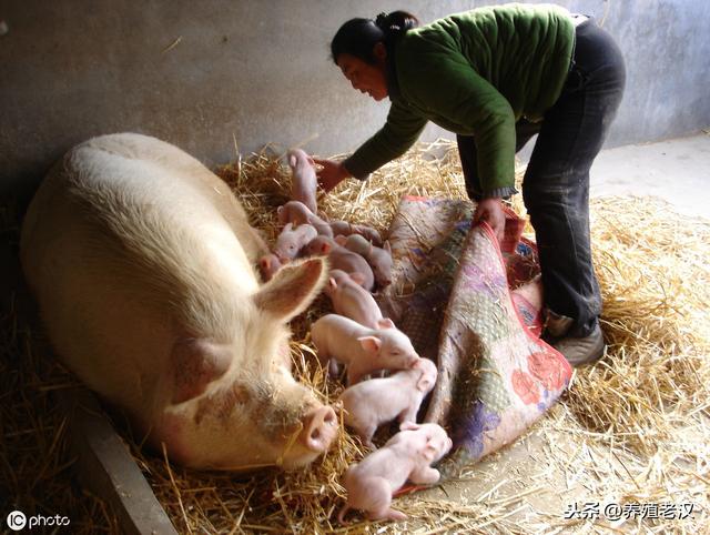 农村养猪：养好母猪各阶段的技术要点！