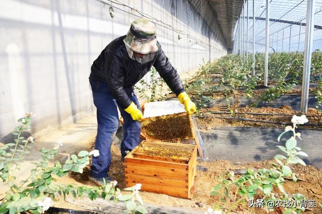 种植蓝莓如何提高开花坐果率？教你两招