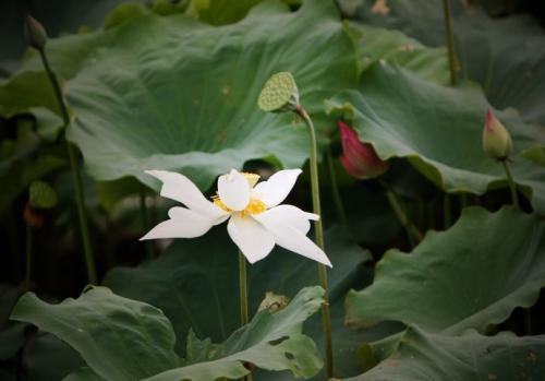 白花藕高产栽培技术，掌握水田管理技巧，促进藕饱满，值得看看