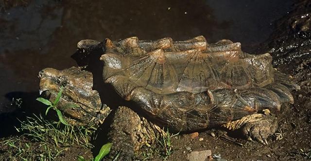 鳞头大鳄龟生物学特性及养殖技术