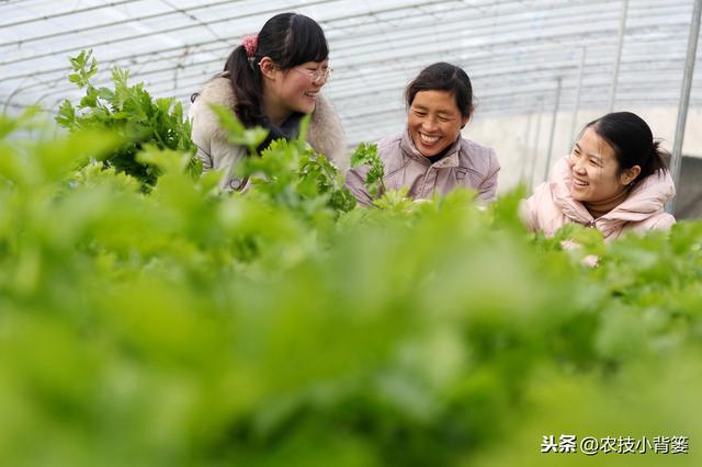 冬季温室大棚低温高湿病害防治难度大，学会用药技巧预防蔬菜药害