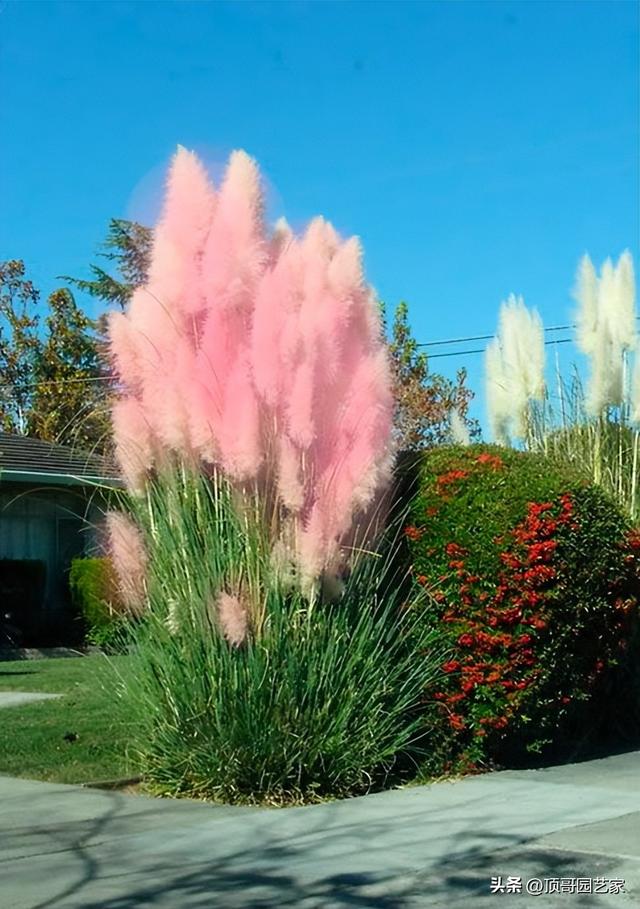 花园植物怎么种才正确？