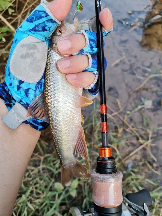 浅谈鳟鱼马口竿，新手路亚必看