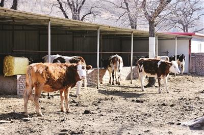 种植养殖“双管齐下”致富路越走越宽