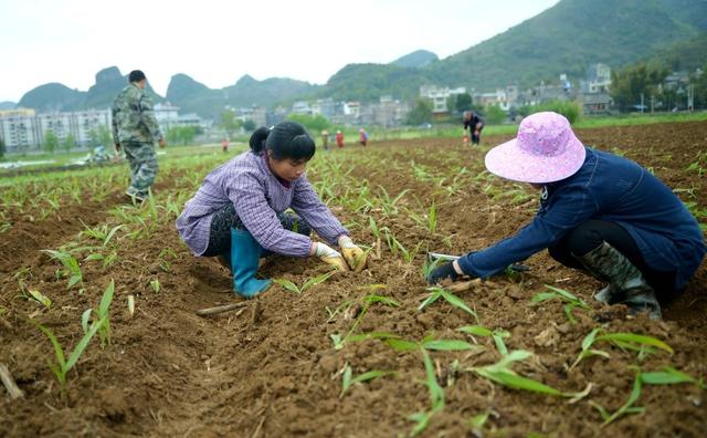 白及的综合利用价值及繁殖栽培技术