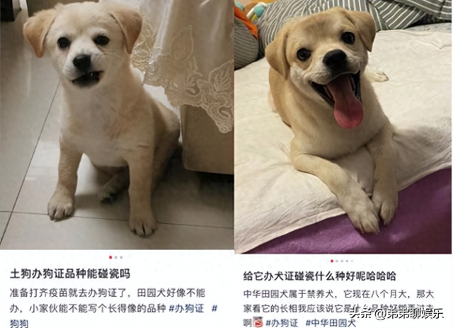 西安一小区将逐户清理禁养犬，社区：决不能在三环内饲养