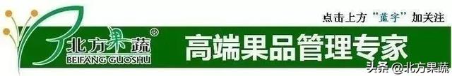 北方果蔬——大樱桃新优品种之“北方果蔬24号（桑德拉玫瑰）”