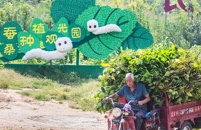 天定视界｜河南乡村振兴：桑叶育肥蚕宝宝，铺出致富“新丝路”