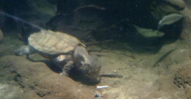 鳞头大鳄龟生物学特性及养殖技术