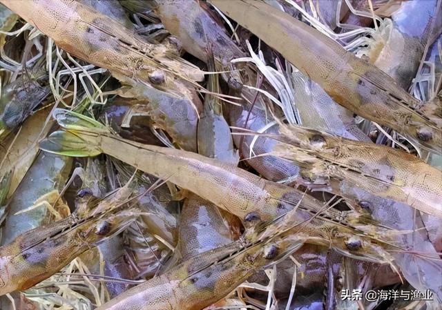 22年专注凡纳滨对虾良种繁育——茂名滨海新区新养水产有限公司