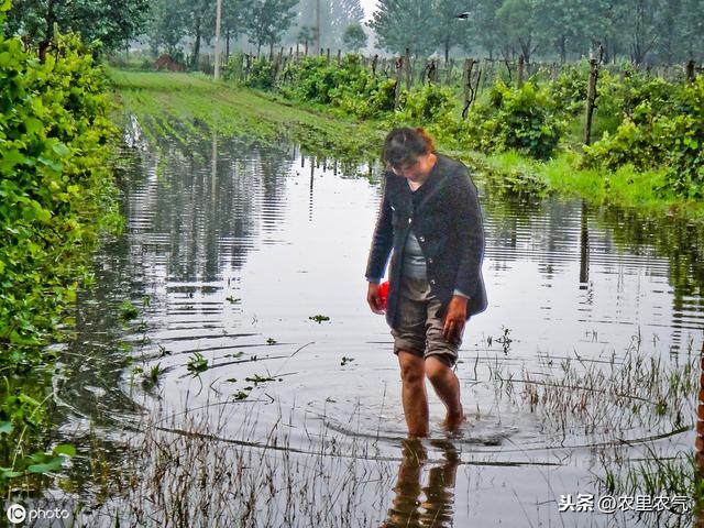 大樱桃露天栽植灾害防治，要抓住六个重点