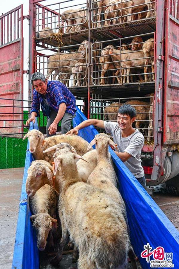 “美羊羊”到广安：浙江南浔5000余头湖羊入住全国首个万头湖羊种羊基地「组图」