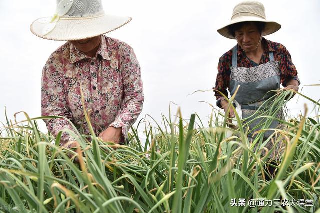 最全的大蒜高产施肥方案，追施什么肥料，如何追施全部告诉你