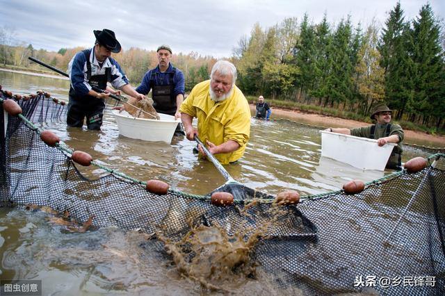 淡水鱼类养殖连年亏，营养失调惹的祸，7条经验伴你走稳致富路