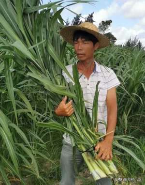 金皇后的花卉种植方法(亩产30吨，种植一次能连续收割20年，金牧粮草被誉为“饲草皇后”)