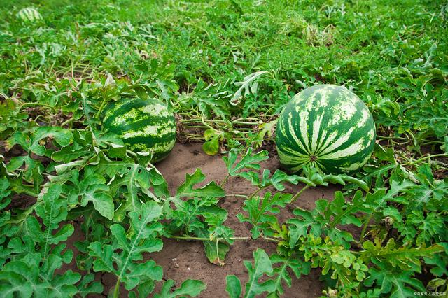 西瓜种植时间和方法