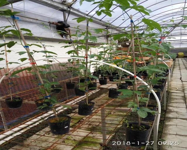 想改变传统种植模式，因地制宜？8种百香果种植模式介绍