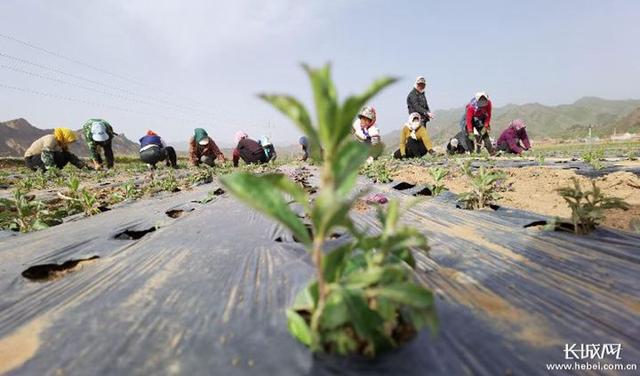 河北：2025年中药材种植规模发展到255万亩