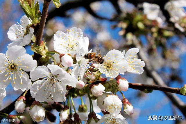 大樱桃露天栽植灾害防治，要抓住六个重点