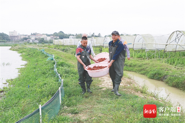 海口秀英“稻虾综合种养”项目助推乡村振兴：荒地变虾田 “身价”成倍增