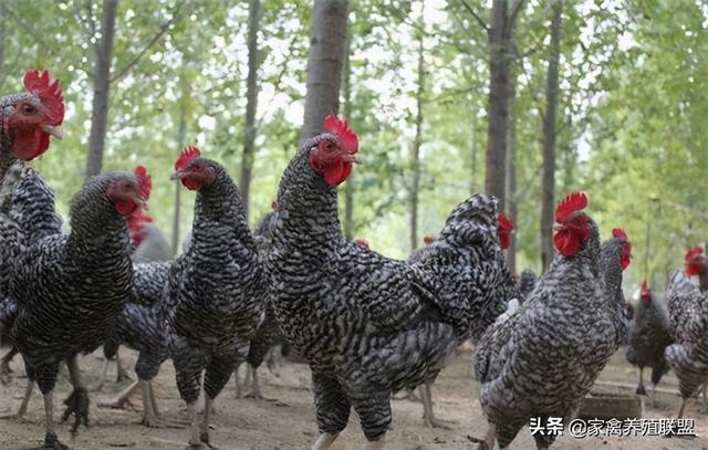 养了6年鸡，我发现还是这种“花鸡”最受消费者认可