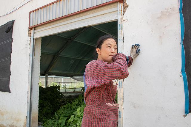 天定视界｜河南乡村振兴：桑叶育肥蚕宝宝，铺出致富“新丝路”