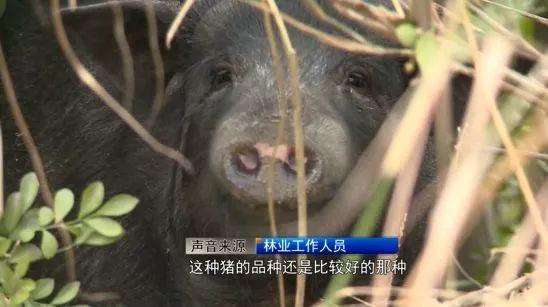 厦门这座山上惊现野猪？还生了一窝猪仔！记者调查发现原来……