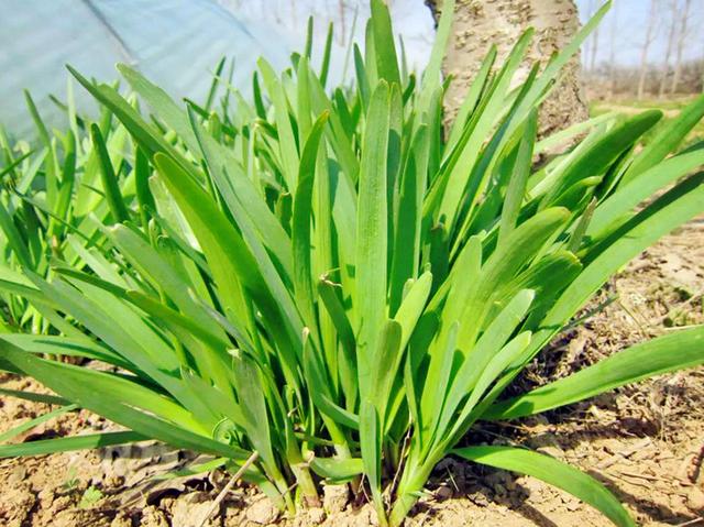 泡沫箱种韭菜如何养得又肥又壮？5步种植法，包你茬茬粗壮如小葱