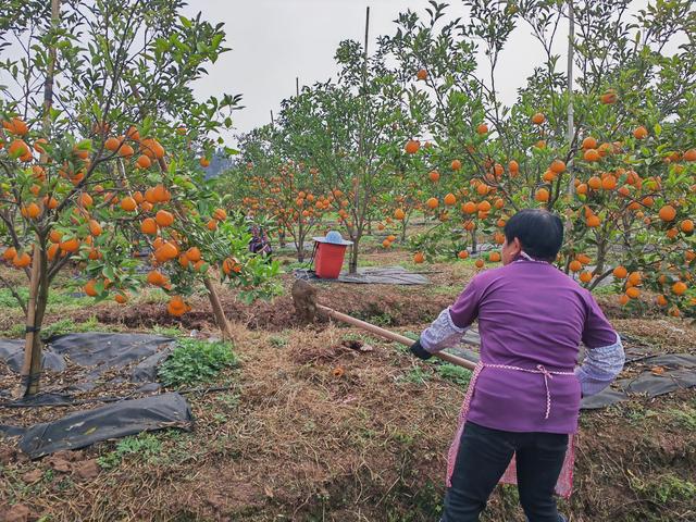 东翼作家合江采风行