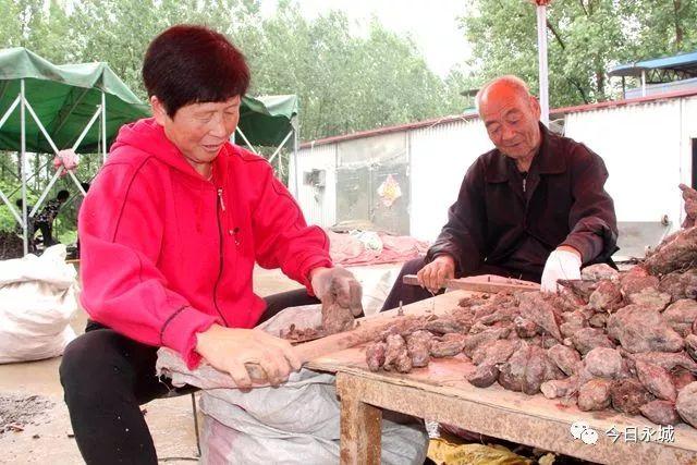 种植何首乌，奋斗最幸福！