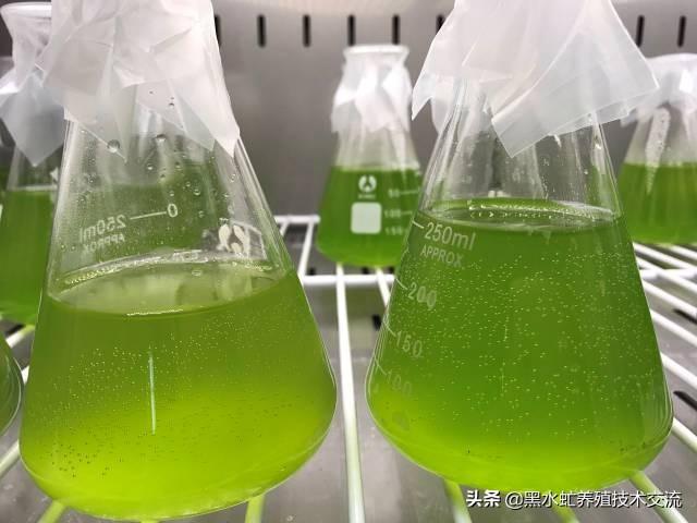 茶话谈：水产养殖中藻类的定向培养方法