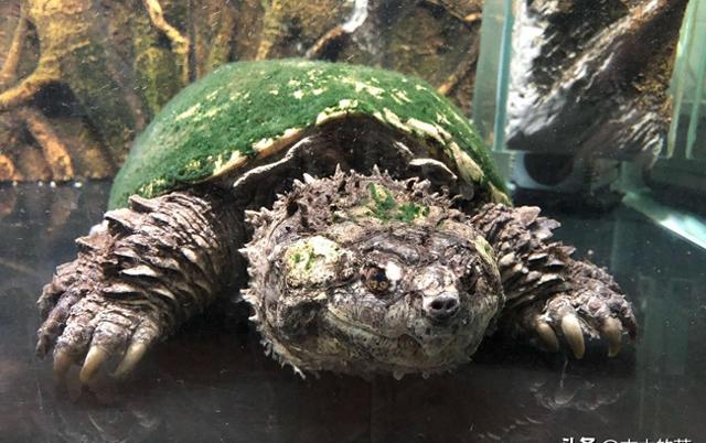 鳞头大鳄龟生物学特性及养殖技术