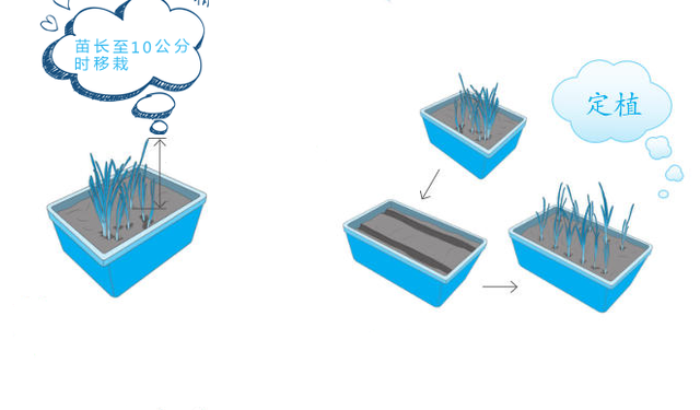 泡沫箱种韭菜如何养得又肥又壮？5步种植法，包你茬茬粗壮如小葱